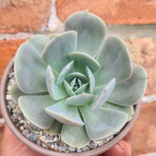 Load image into Gallery viewer, Echeveria &#39;Holygate&#39;
