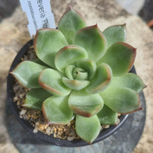 Load image into Gallery viewer, Echeveria &#39;Floridity&#39;
