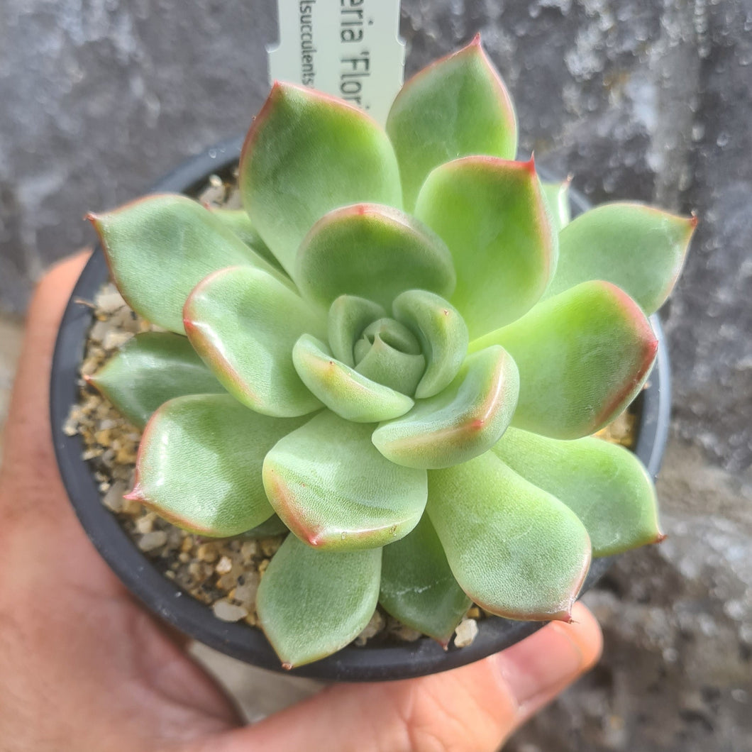 Echeveria 'Floridity'