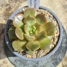 Load image into Gallery viewer, Echeveria &#39;Huth&#39;s Pinkle&#39;
