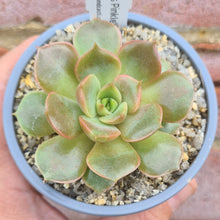 Load image into Gallery viewer, Echeveria &#39;Huth&#39;s Pinkle&#39;
