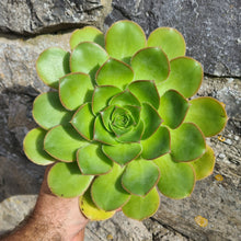 Load image into Gallery viewer, Aeonium hierrense
