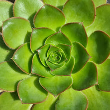 Load image into Gallery viewer, Aeonium hierrense

