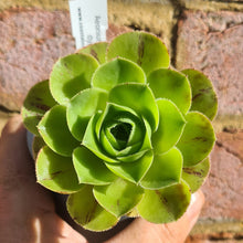 Load image into Gallery viewer, Aeonium hierrense x dyplocycla
