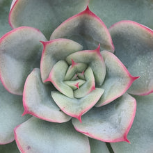 Load image into Gallery viewer, Echeveria &#39;Hercules&#39;
