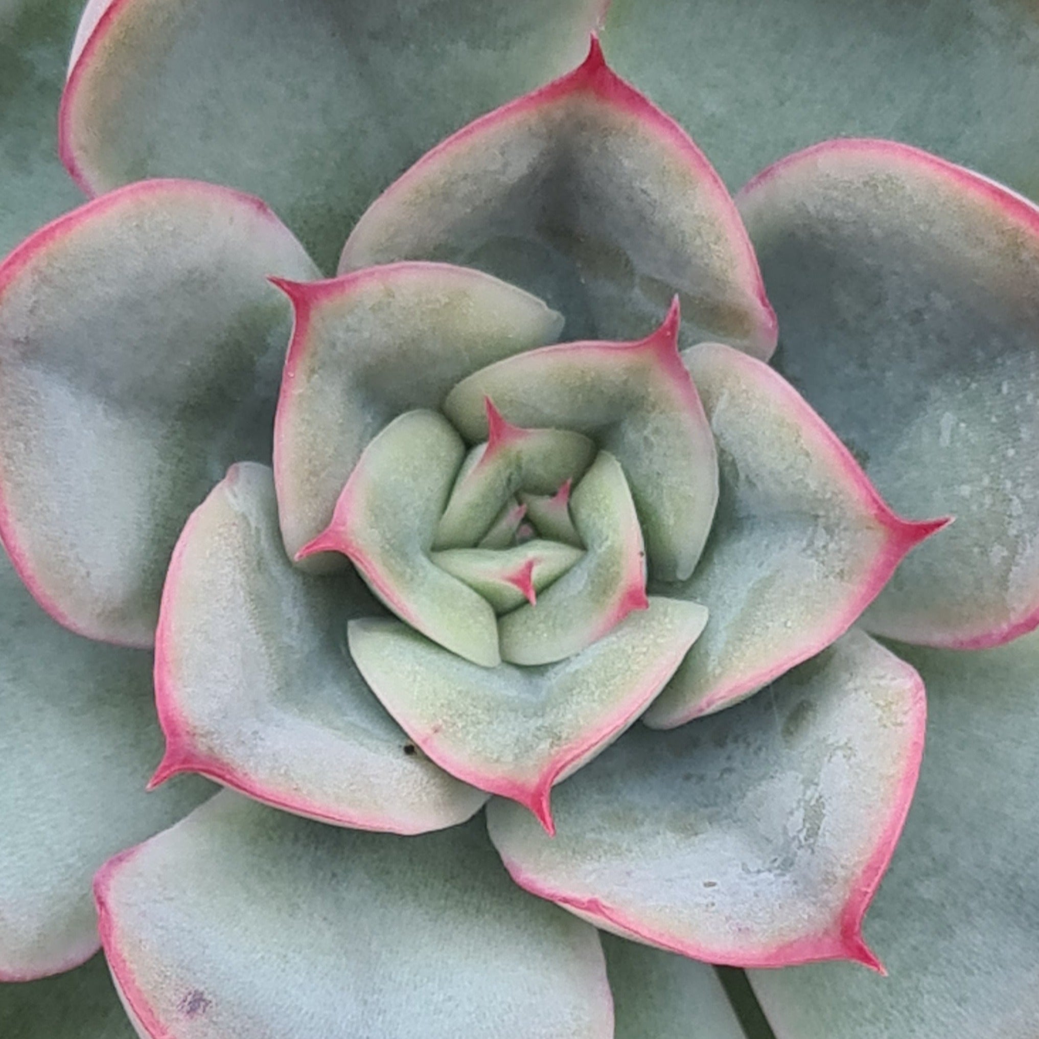 hercules succulent Echeveria 'Hercules'