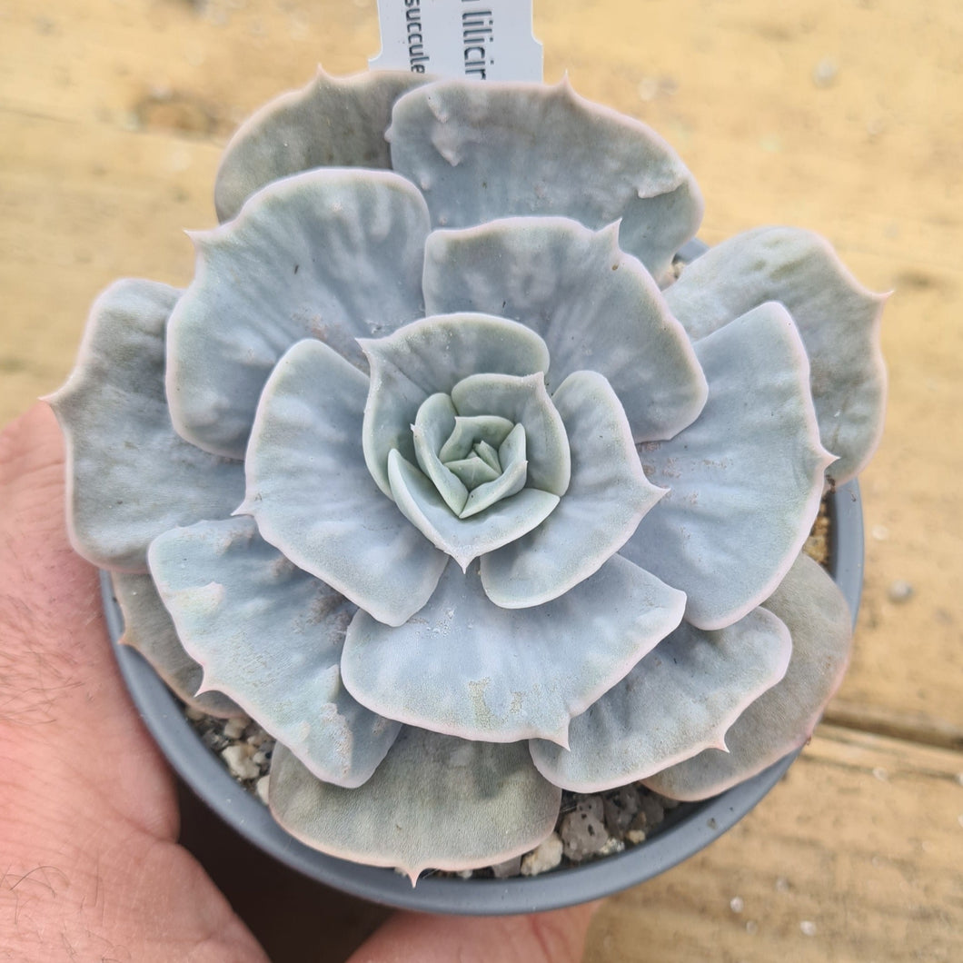 kew marble succulent Echeveria lilicina 'Marble' – Coastal Succulents, Cacti & Alpines