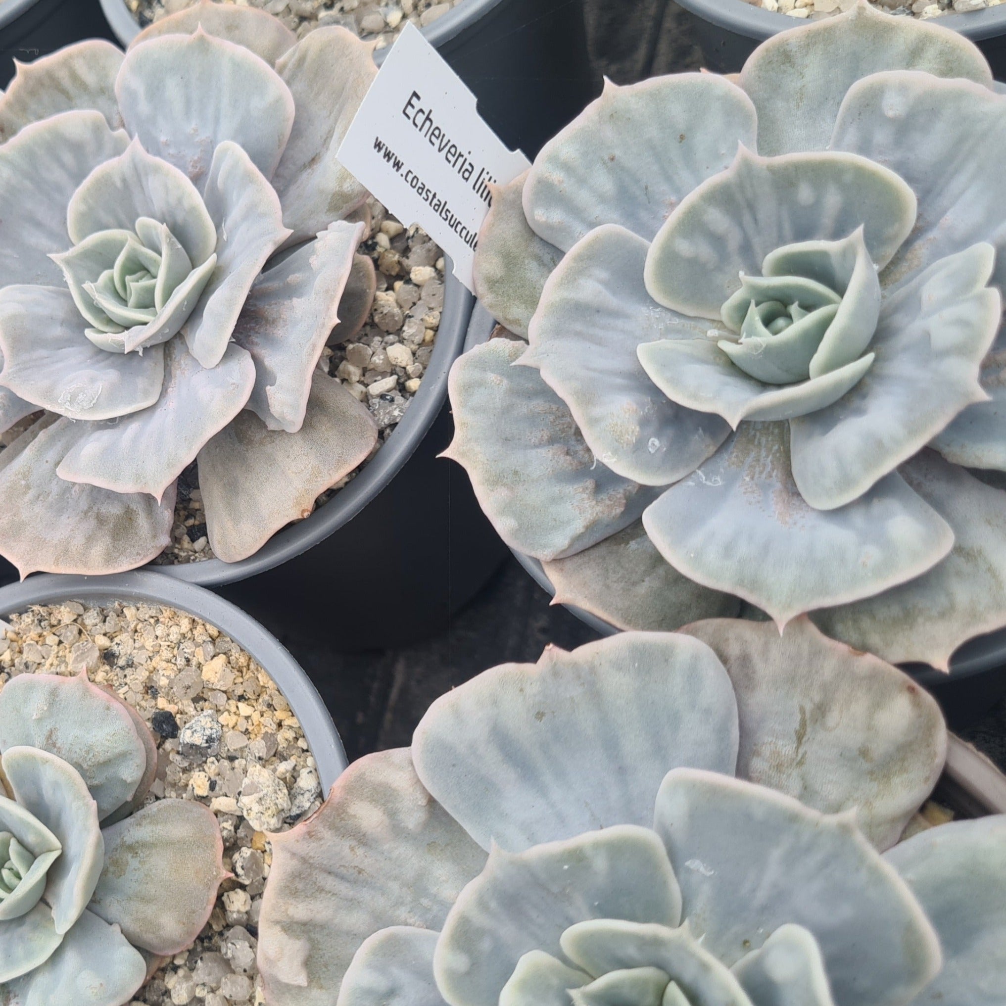 kew marble succulent Echeveria lilicina 'Marble' – Coastal Succulents, Cacti & Alpines