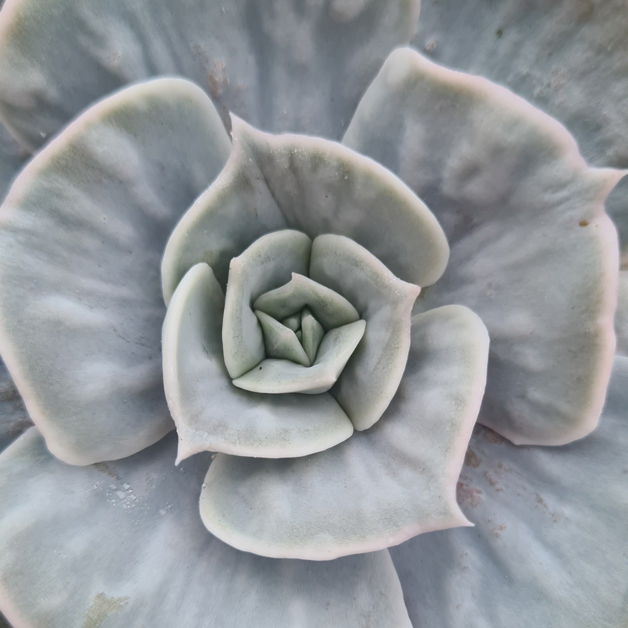 kew marble succulent Echeveria lilicina 'Marble' – Coastal Succulents, Cacti & Alpines