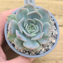 Load image into Gallery viewer, Echeveria &#39;Patience&#39;
