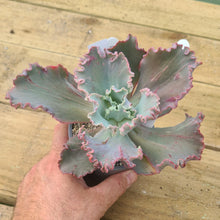 Load image into Gallery viewer, Echeveria monstrosa frills
