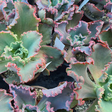 Load image into Gallery viewer, Echeveria monstrosa frills
