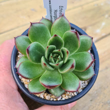 Load image into Gallery viewer, Echeveria eastoft &#39;Moonglow&#39;
