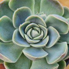 Load image into Gallery viewer, Echeveria &#39;Delilah&#39;
