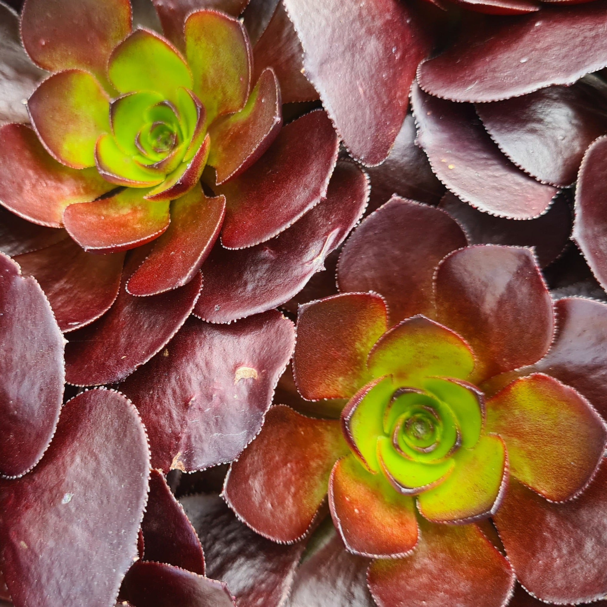 destiny succulent Semponium 'Destiny' – Coastal Succulents, Cacti & Alpines