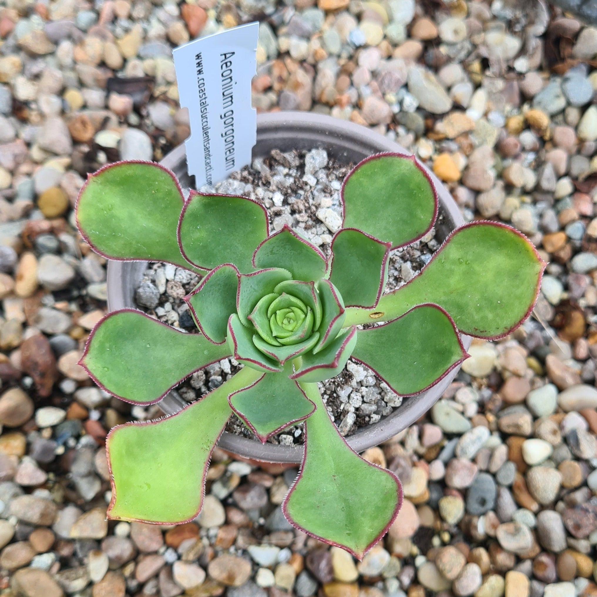 Aeonium gorgoneum – Coastal Succulents, Cacti & Alpines