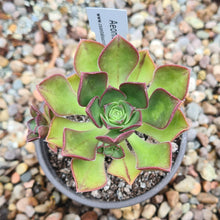 Load image into Gallery viewer, Aeonium volkerii
