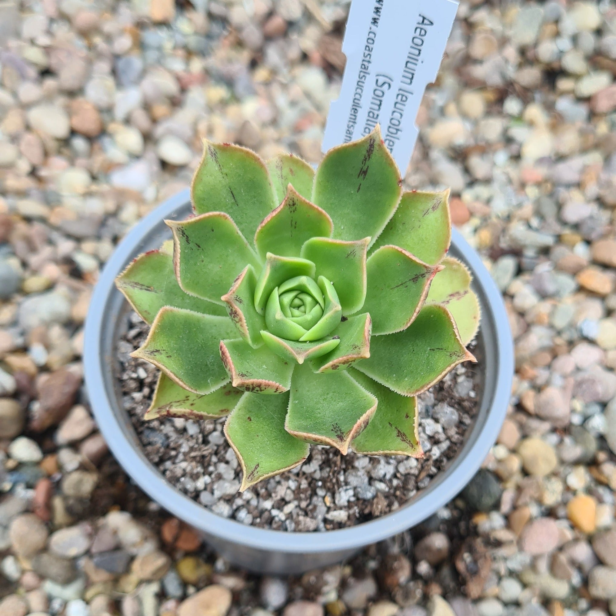 Aeonium Leucoblepharum (Somalian Form) – Coastal Succulents, Cacti ...