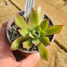 Load image into Gallery viewer, Aeonium percarneum var guiaense
