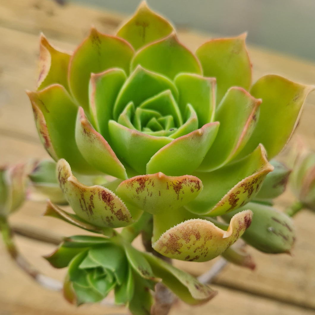 Aeonium stuessyi