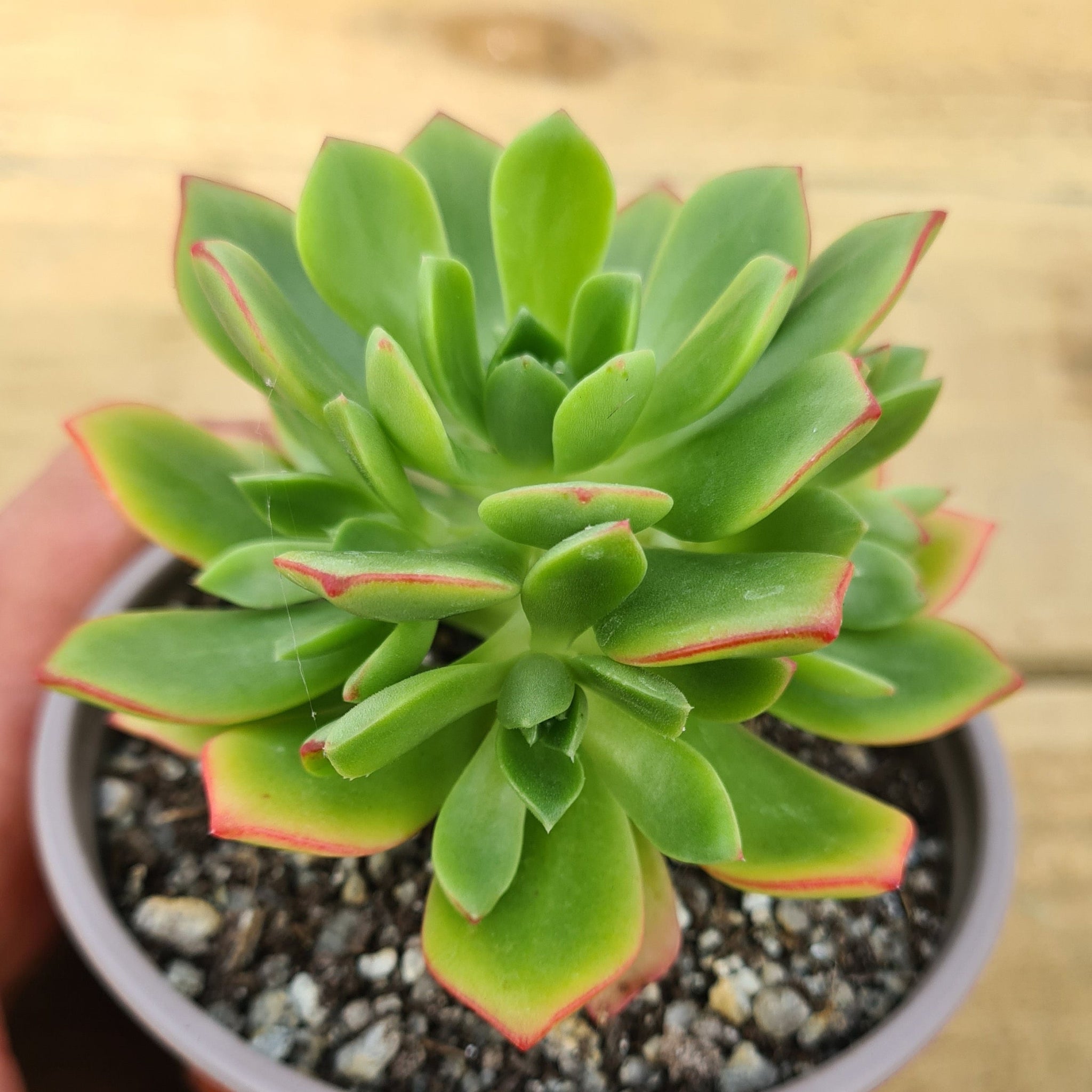 New for Spring 2026 – Coastal Succulents, Cacti & Alpines New for Spring 2026 – Coastal Succulents, Cacti & Alpines