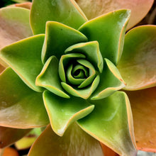 Load image into Gallery viewer, Aeonium goochiae x nobile
