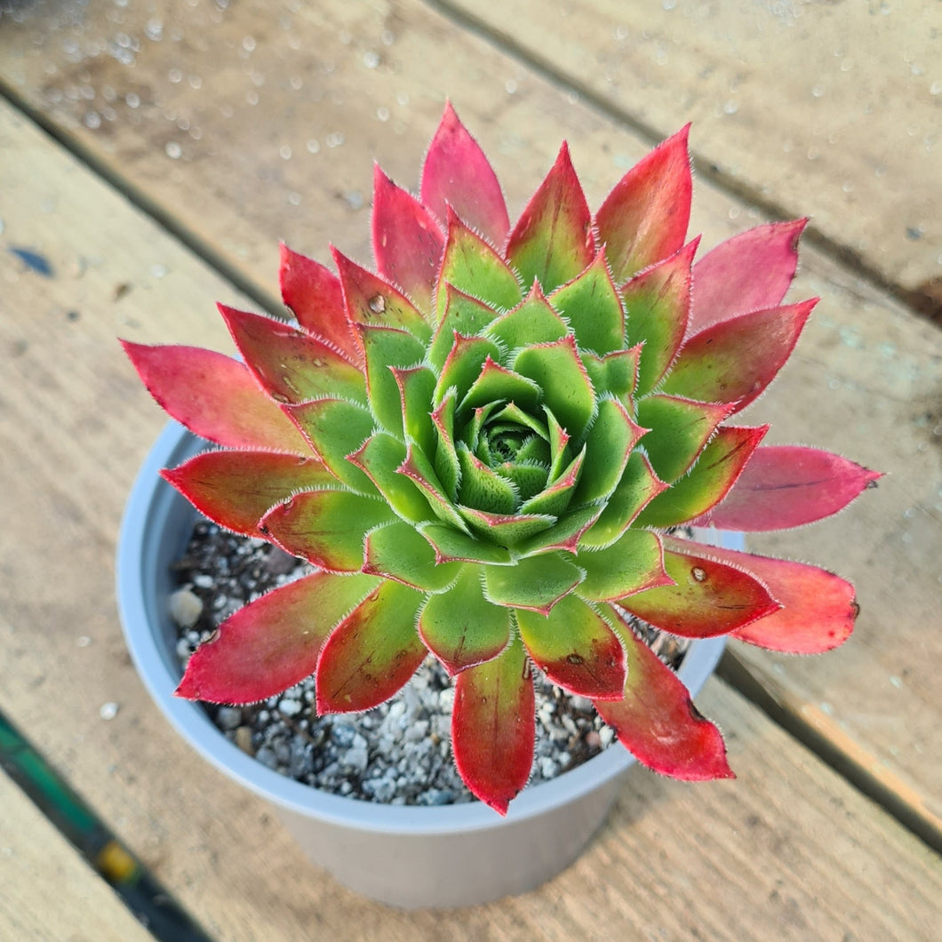 onlyonerhonda succulent Aeonium 'Ron Dale'