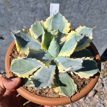 Load image into Gallery viewer, Agave isthmensis &#39;Kabutogani&#39; marginata
