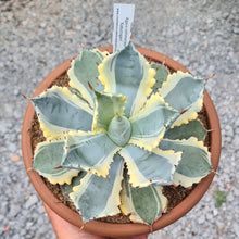 Load image into Gallery viewer, Agave isthmensis &#39;Kabutogani&#39; marginata
