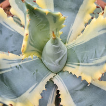 Load image into Gallery viewer, Agave isthmensis &#39;Kabutogani&#39; marginata
