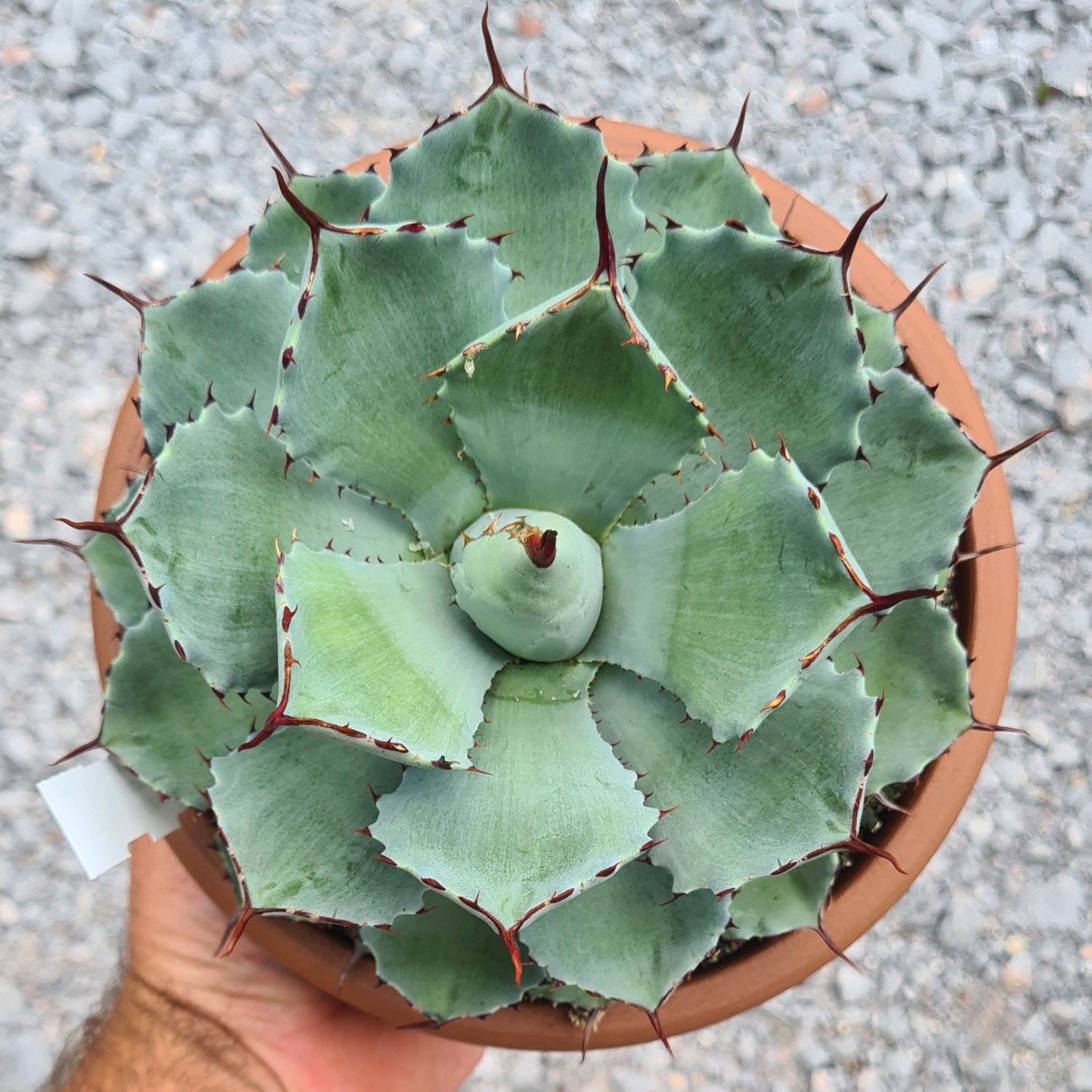 Agave potatorum ‘Kissho Kan’