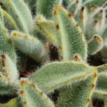 Load image into Gallery viewer, Kalanchoe vilosa
