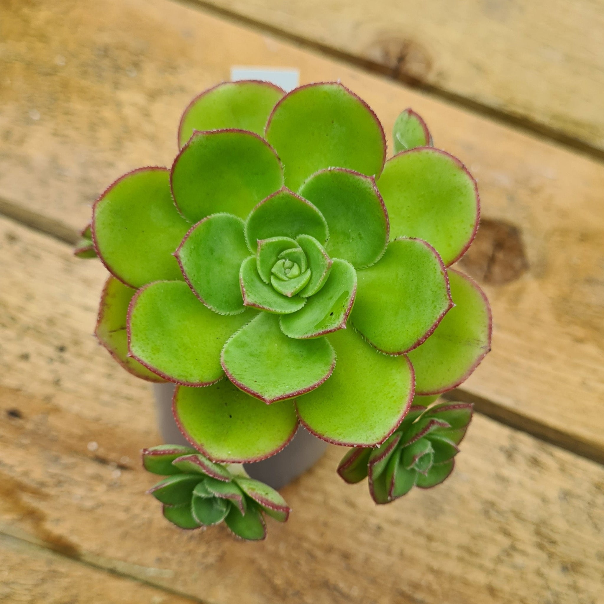 Aeonium Mix – 10 Graines Succulentes Rares Et Esthétiques, Faciles à Cultiver Pour Collection Cactus