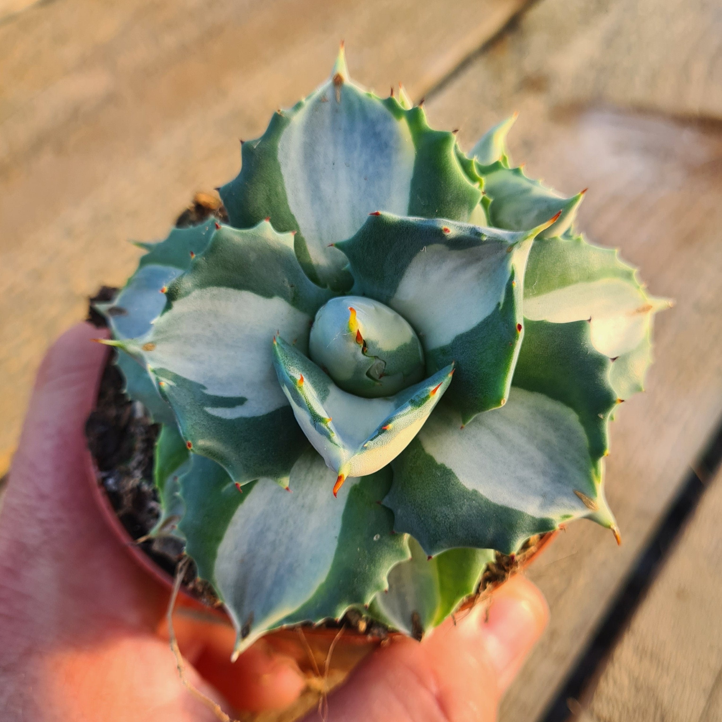 Agave Potatorum PERLA BLU | Botanical Archive | Acquista ora | Molto Agave Potatorum PERLA BLU | Botanical Archive | Acquista ora | Molto