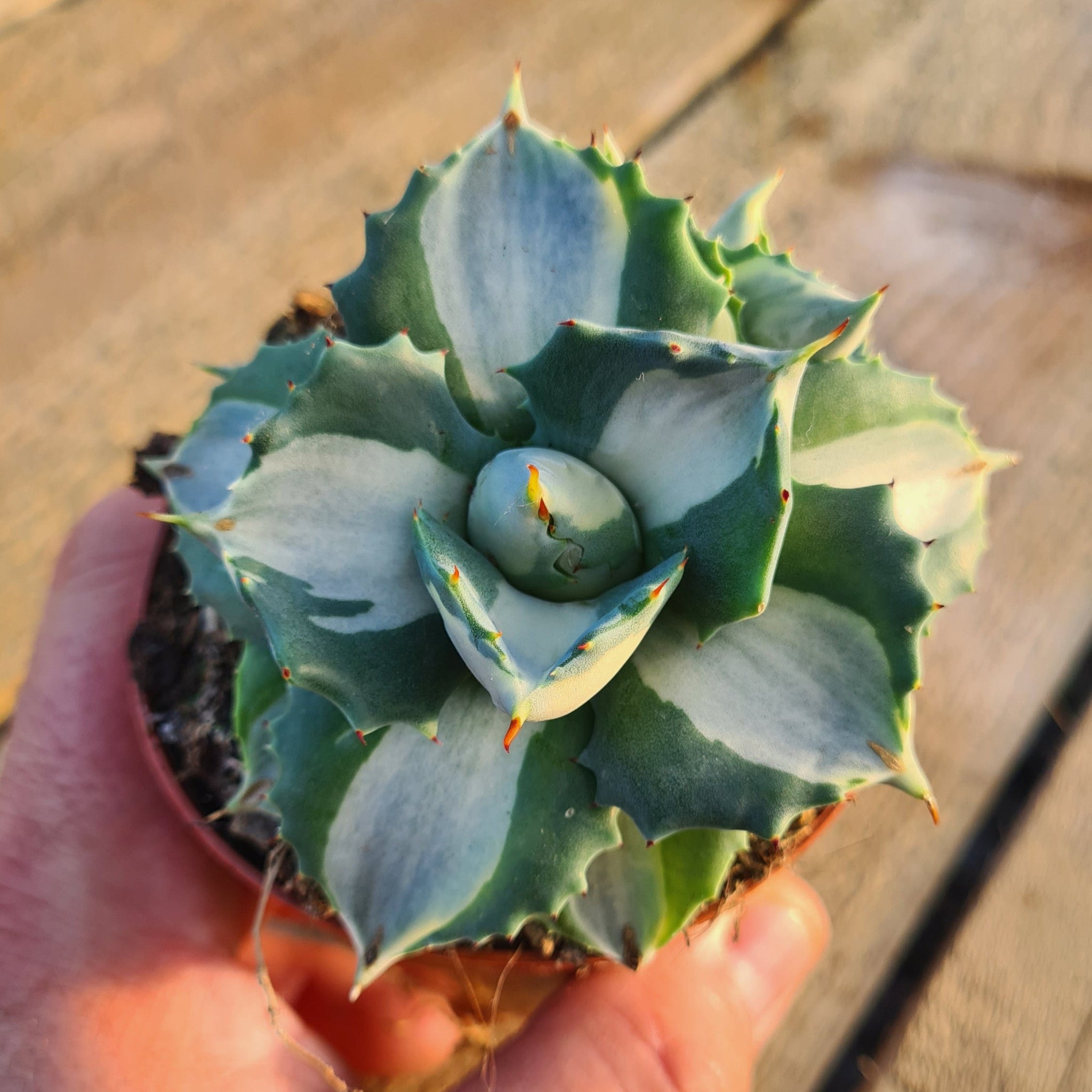 Agave potatorum cv. Ouhi-Raijin variegata