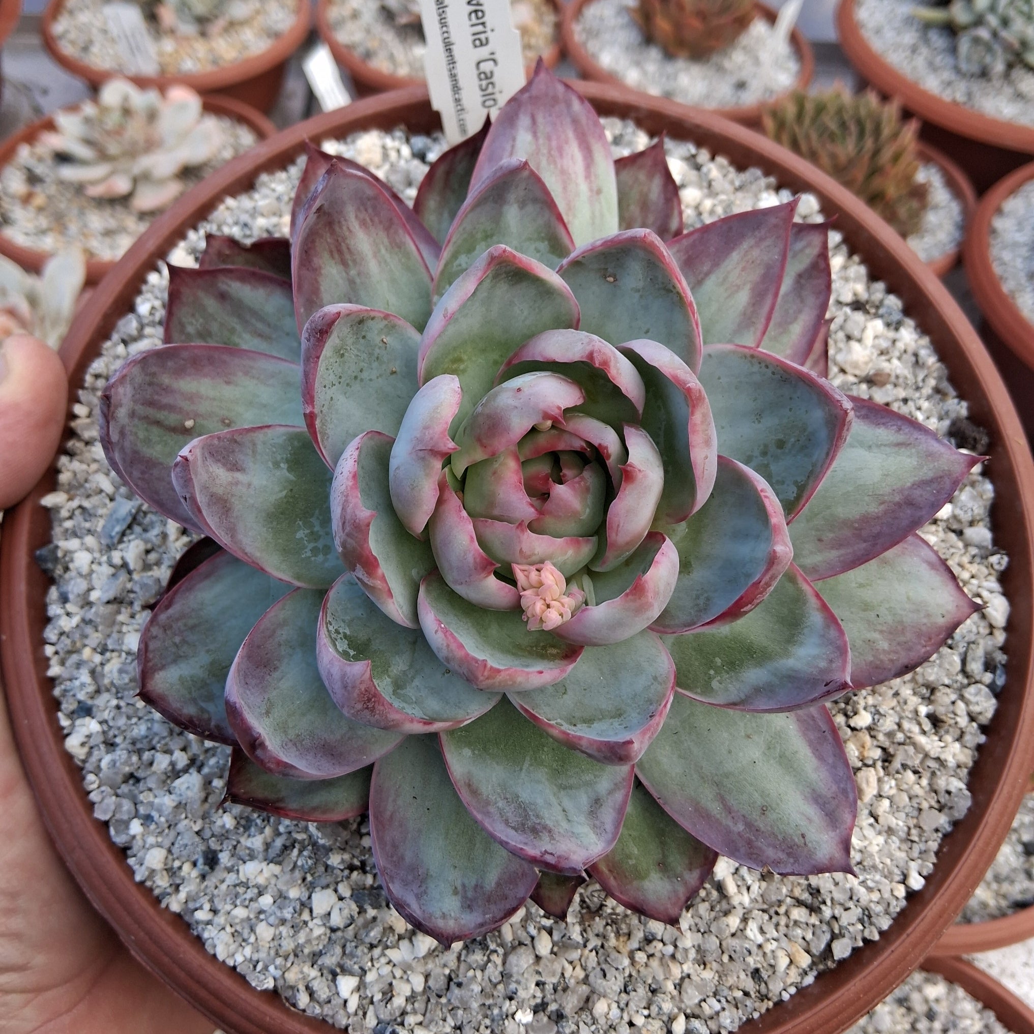 Echeveria agavoides 'Casio' – Coastal Succulents, Cacti & Alpines