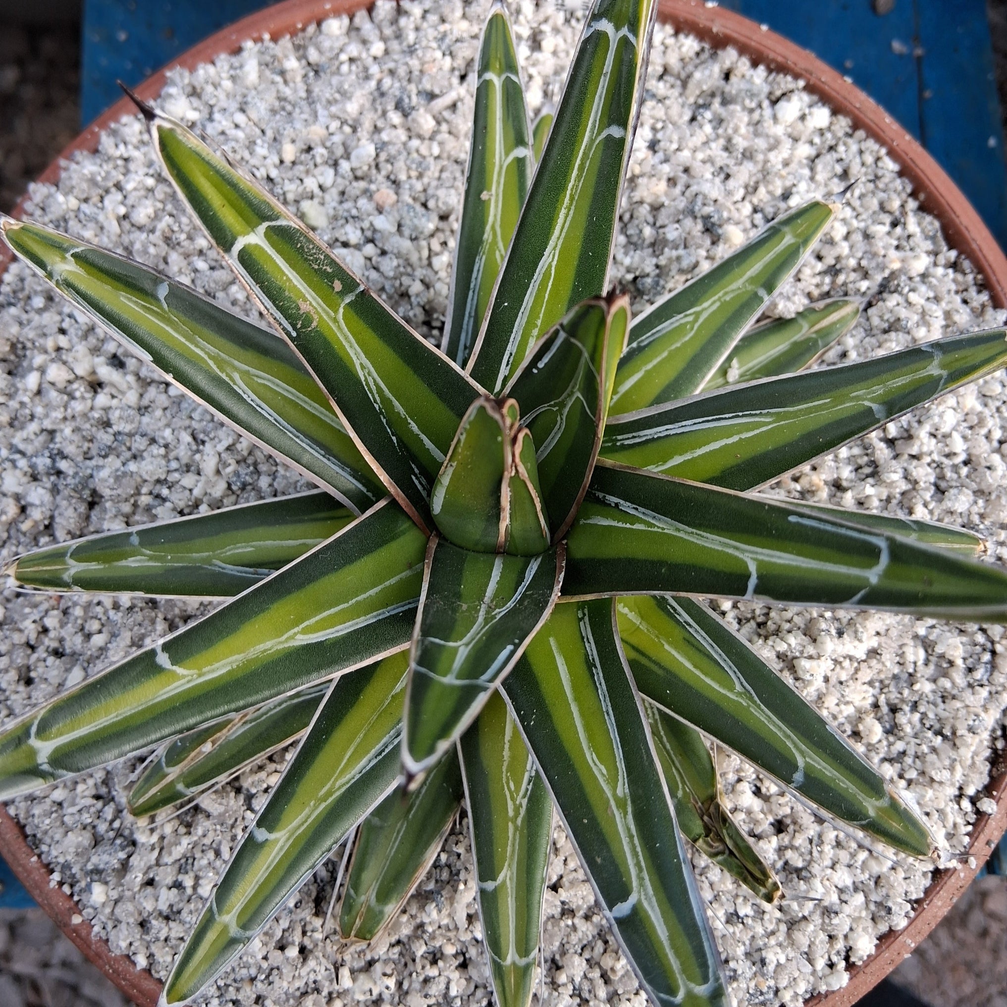 Agave victoriae-reginae var. marginata aurea 'Golden Princess