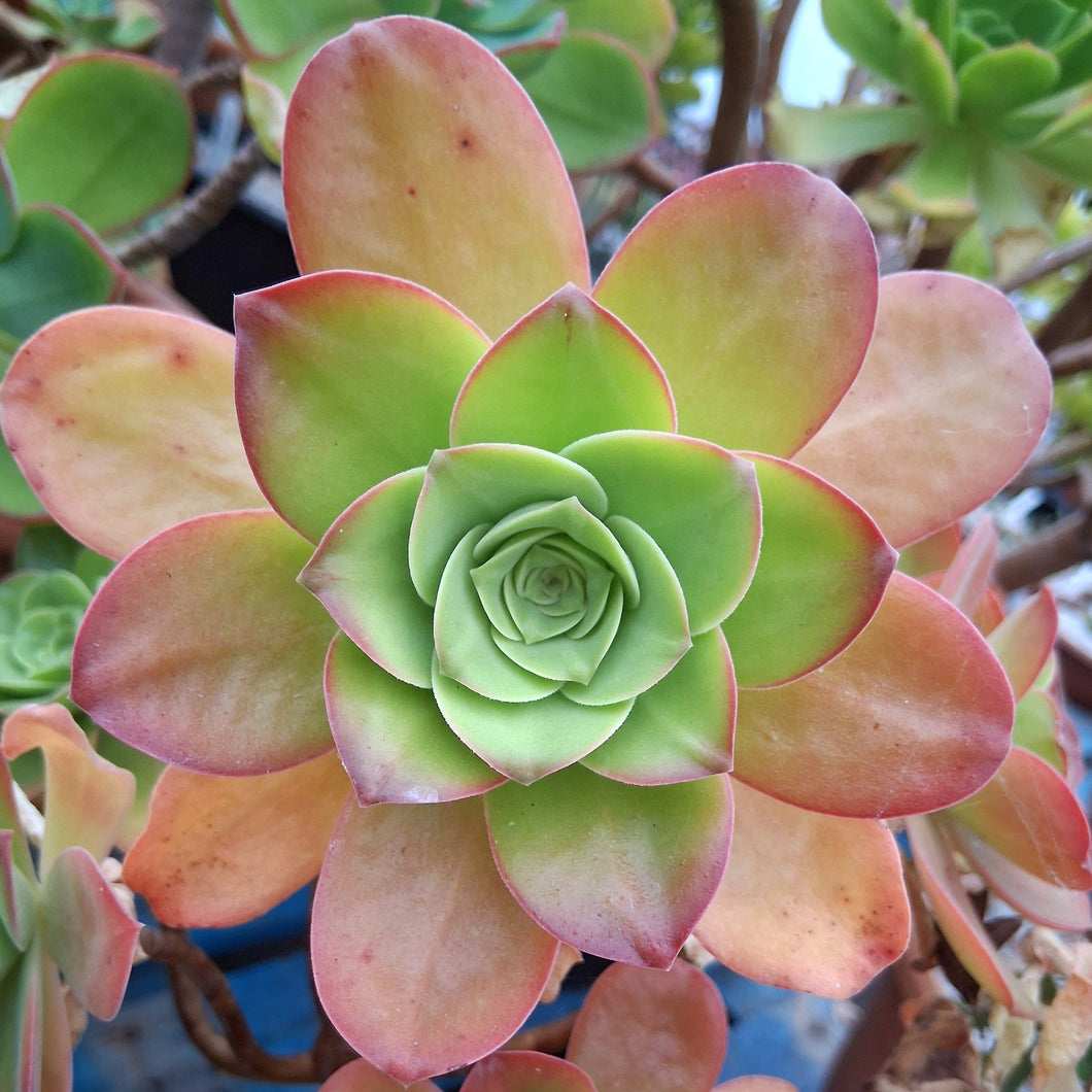 Aeonium gorgoneum