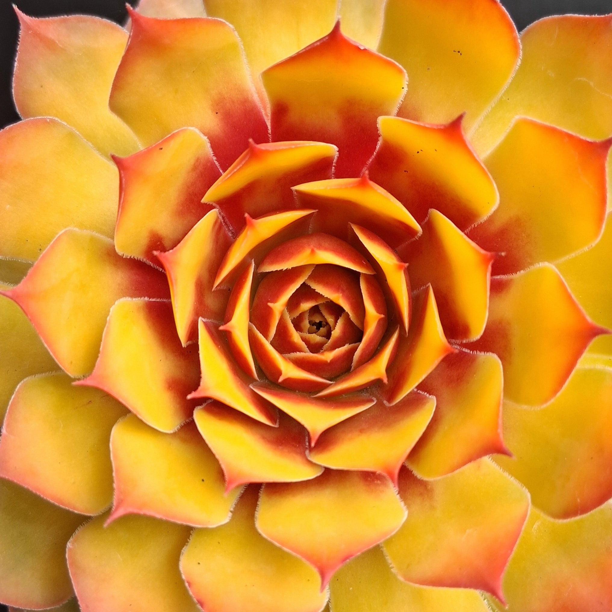 golden nugget succulent care Sempervivum 'Golden Nugget'