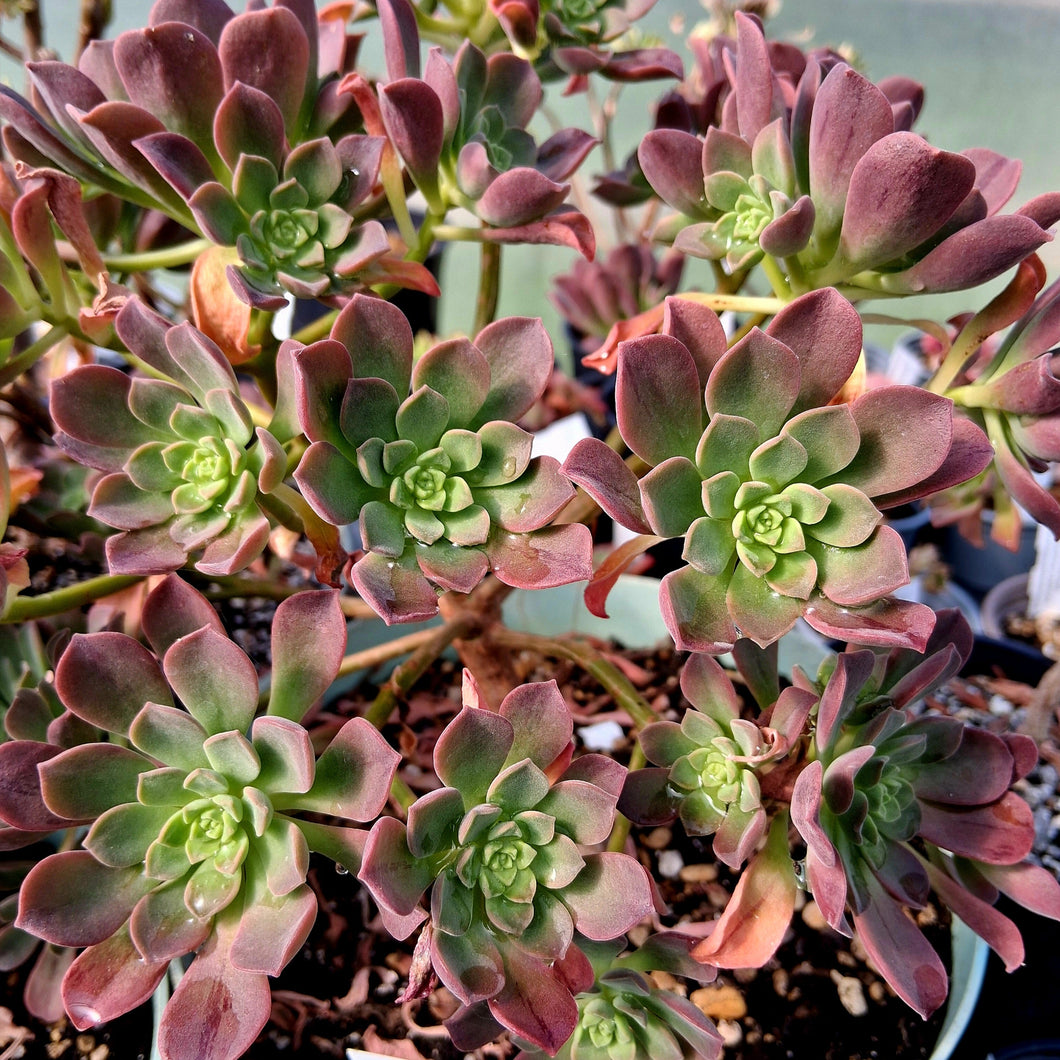 Aeonium x bravoanum
