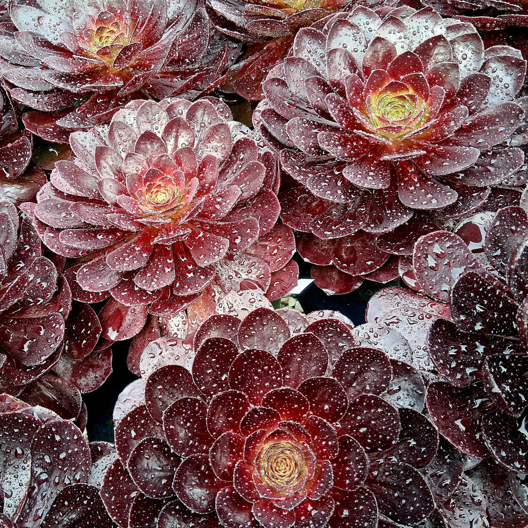 Semponium 'Vortex'