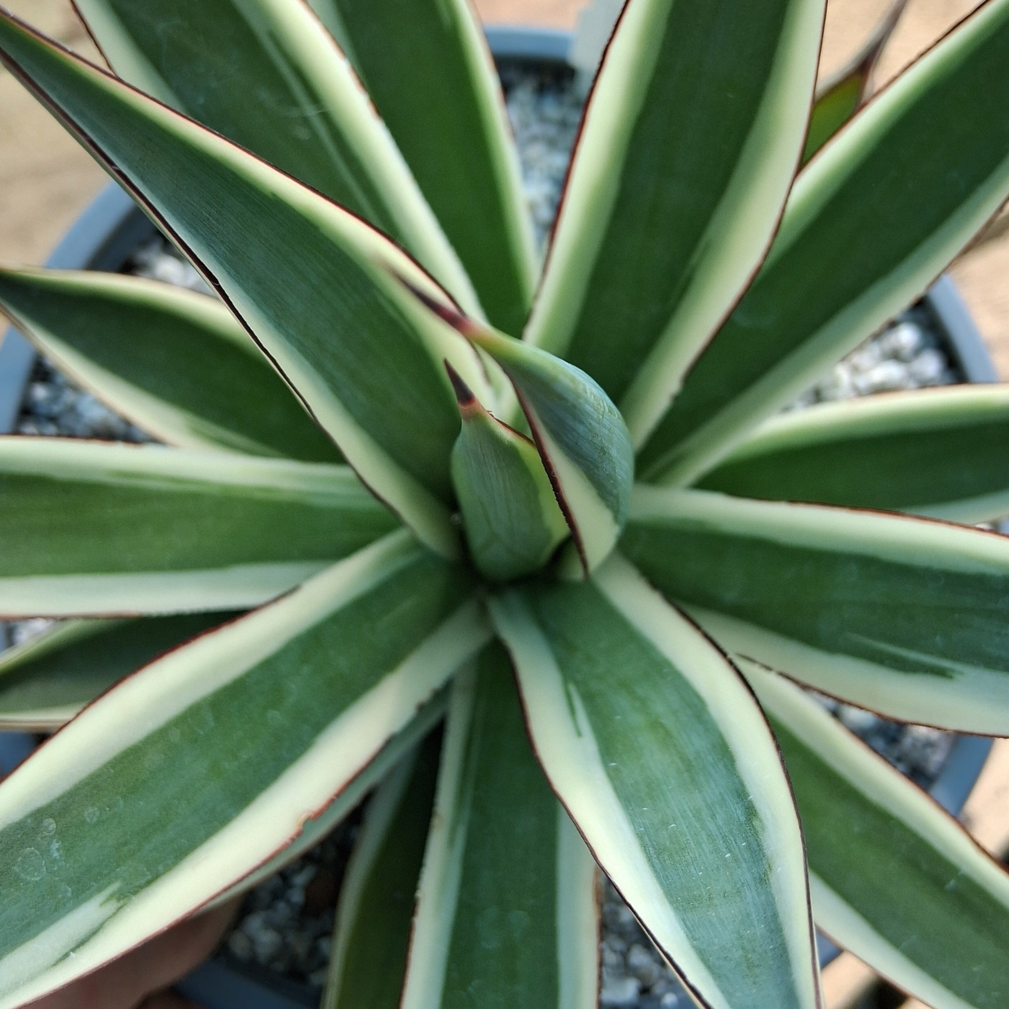 Agave 'Snow Glow' – Coastal Succulents, Cacti & Alpines