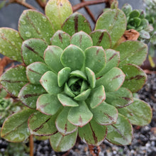 Load image into Gallery viewer, Aeonium x buchardii
