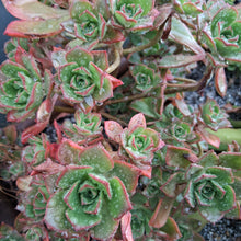 Load image into Gallery viewer, Aeonium percarneum var guiaense
