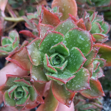Load image into Gallery viewer, Aeonium percarneum var guiaense

