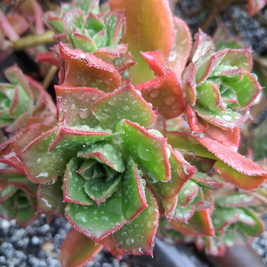 Aeonium percarneum var guiaense