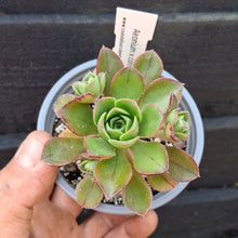 Load image into Gallery viewer, Aeonium x condei
