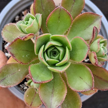Load image into Gallery viewer, Aeonium x condei
