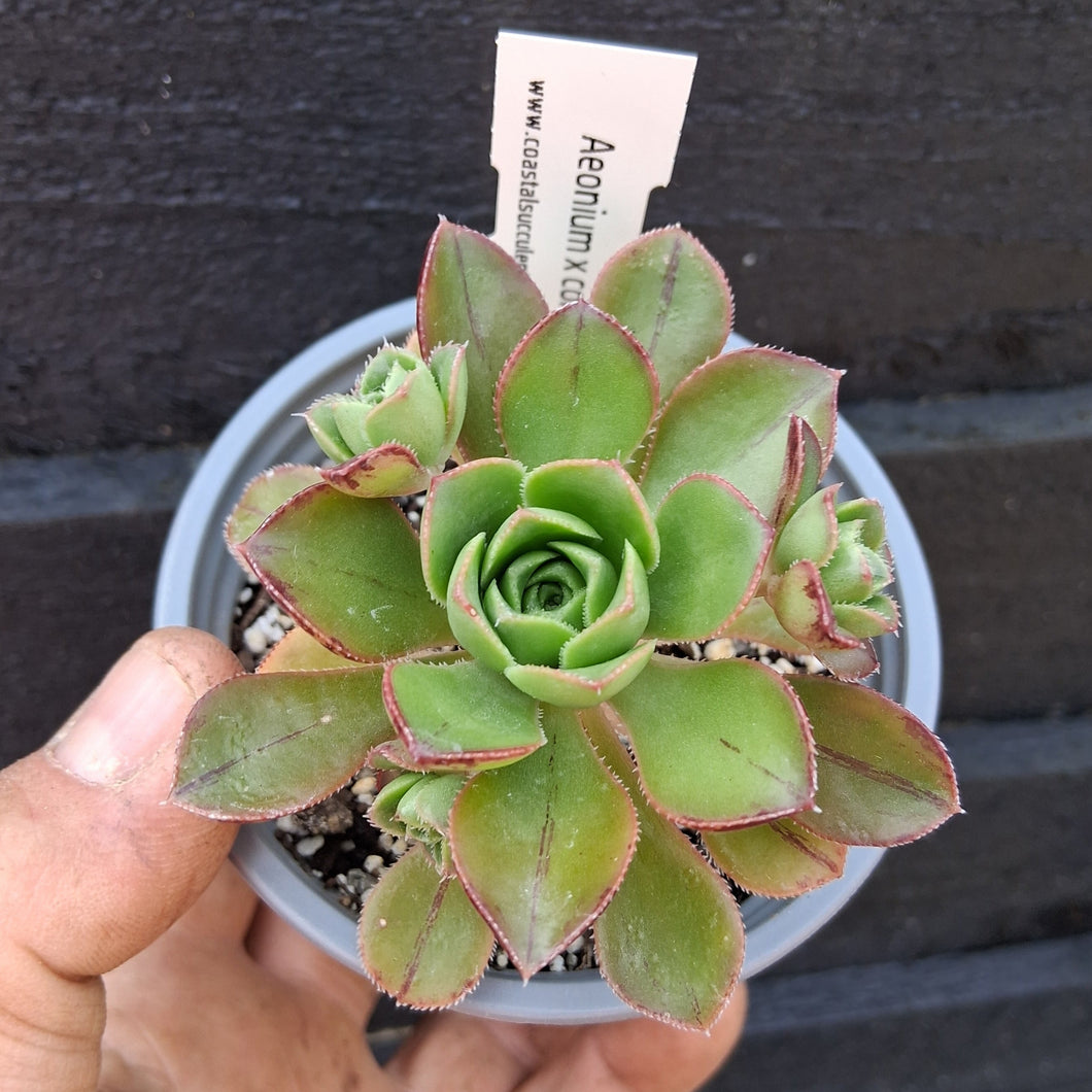 Aeonium x condei