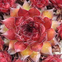 Load image into Gallery viewer, Sempervivum &#39;Pineapple Paradise&#39;
